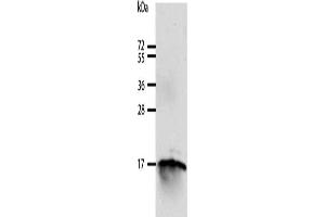 Gel: 12 % SDS-PAGE, Lysate: 40 μg, Lane: 293T cells, Primary antibody: ABIN7129604(GIP Antibody) at dilution 1/250, Secondary antibody: Goat anti rabbit IgG at 1/8000 dilution, Exposure time: 10 minutes