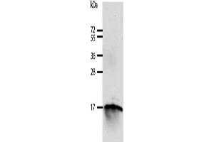 Gel: 12 % SDS-PAGE, Lysate: 40 μg, Lane: 293T cells, Primary antibody: ABIN7129604(GIP Antibody) at dilution 1/250, Secondary antibody: Goat anti rabbit IgG at 1/8000 dilution, Exposure time: 10 minutes (GIP anticorps)