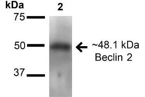 Western blot analysis of Human 293Trap cell lysates showing detection of ~48.