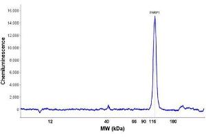Peggy Size Separation Electropherogram of Anti-PARP1 (internal).