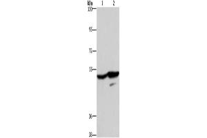 Western Blotting (WB) image for anti-G Protein-Coupled Receptor 39 (GPR39) antibody (ABIN2434726)