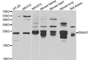 Western blot analysis of extracts of various cell lines, using RRAS2 antibody (ABIN5975473) at 1/1000 dilution. (RRAS2 anticorps)