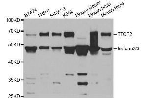Western blot analysis of extracts of various cell lines, using TFCP2 antibody. (TFCP2 anticorps  (AA 1-280))