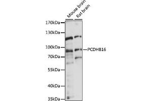 Western blot analysis of extracts of various cell lines, using PCDHB16 antibody (ABIN7269734) at 1:1000 dilution.