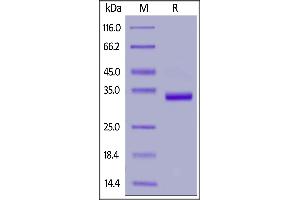 IgG1 Fc (AA 100-330) protein (gD Tag)