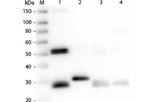 Western Blot of Anti-Rat IgG (H&L) (RABBIT) Antibody. (Lapin anti-Rat IgG Anticorps (DyLight 488) - Preadsorbed)