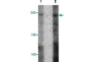 Western blot analysis of 293 cell lysate with ABCA7 polyclonal antibody  at (1) 1 and (2) 2 ug/mL. (ABCA7 anticorps  (N-Term))