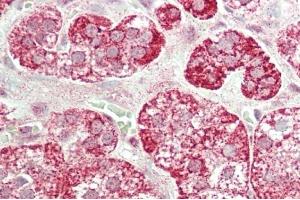 Formalin-fixed and paraffin-embedded H. (STAC2 anticorps  (N-Term))