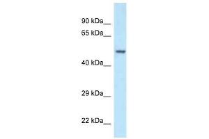 Western Blot showing POLG2 antibody used at a concentration of 1 ug/ml against Fetal Kidney Lysate (POLG2 anticorps  (N-Term))