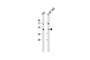 All lanes : Anti-VSIG8 Antibody (C-term) at 1:2000 dilution Lane 1: RD whole cell lysate Lane 2: U-87 MG whole cell lysate Lysates/proteins at 20 μg per lane. (VSIG8 anticorps  (C-Term))