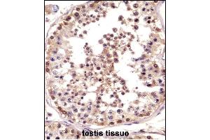 TSPY Antibody (C-term) ((ABIN658804 and ABIN2850505))immunohistochemistry analysis in formalin fixed and paraffin embedded human testis tissue followed by peroxidase conjugation of the secondary antibody and DAB staining. (TSPY1 anticorps  (C-Term))