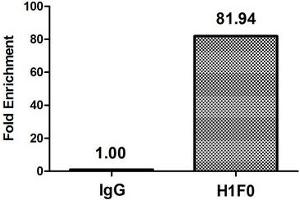 Chromatin Immunoprecipitation Hela (4*10 6 ) were treated with Micrococcal Nuclease, sonicated, and immunoprecipitated with 5 μg anti-H1F0 (ABIN7139585) or a control normal rabbit IgG. (Histone H1 anticorps  (meLys101))