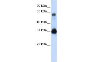 WB Suggested Anti-SOX15 Antibody Titration: 0. (SOX15 anticorps  (Middle Region))
