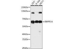 Western blot analysis of extracts of various cell lines, using BMPR1A antibody (ABIN3022599, ABIN3022600, ABIN3022601 and ABIN6218934) at 1:1000 dilution. (BMPR1A anticorps  (AA 24-200))