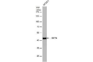 WB Image OCT4 antibody detects OCT4 protein by western blot analysis. (OCT4 anticorps)