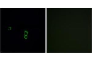 Immunofluorescence analysis of MCF7 cells, using OR9Q1 Antibody.