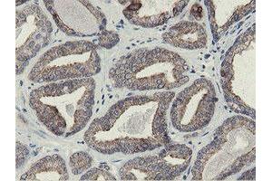 Image no. 1 for anti-Src-like-adaptor 2 (SLA2) antibody (ABIN1500946) (SLAP2 anticorps)