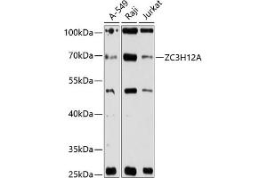 Western blot analysis of extracts of various cell lines, using ZC3H12A antibody (ABIN6132993, ABIN6150392, ABIN6150394 and ABIN6216393) at 1:3000 dilution. (ZC3H12A anticorps  (AA 1-140))