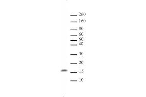 Histone H3 monomethyl Lys122 pAb tested by Western blot. (Histone 3 anticorps  (meLys122))
