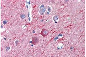 Anti-Alpha Tubulin antibody IHC staining of human brain, cortex.