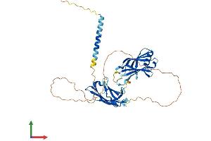 AlphaFold protein structure predicition of Mouse Recombinant Syt11 Protein, UniprotID Q9R0N3