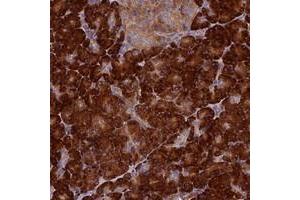 Immunohistochemical staining of human pancreas with RNASEK polyclonal antibody  shows strong cytoplasmic positivity in exocrine glandular cells at 1:50-1:200 dilution. (Ribonuclease K anticorps)