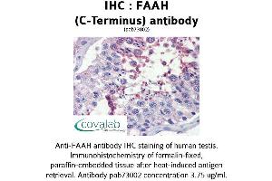 Image no. 2 for anti-Fatty Acid Amide Hydrolase (FAAH) (C-Term) antibody (ABIN1734226) (FAAH anticorps  (C-Term))