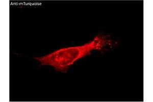 Immunofluorescence (IF) image for anti-mTurquoise Fluorescent Protein antibody (ABIN7273076) (mTurquoise Fluorescent Protein anticorps)