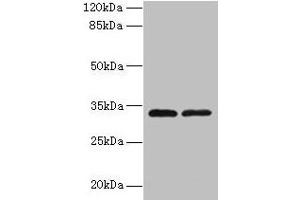 Western blot All lanes: TMEM71 antibody at 0. (TMEM71 anticorps  (AA 1-210))