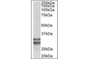 Staining of Human Heart lysate (35µg protein in RIPA buffer) using KLF13 antibody at 0. (KLF13 anticorps  (Internal Region))
