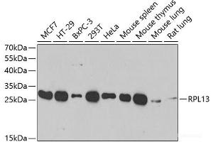 Western blot analysis of extracts of various cell lines using RPL13 Polyclonal Antibody at dilution of 1:1000. (RPL13 anticorps)