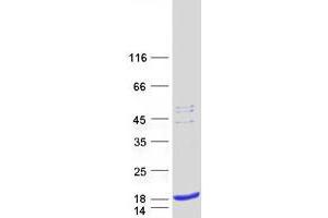 Validation with Western Blot