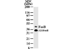 FosB mAb tested by Western blot. (FOSB anticorps  (AA 2-14))