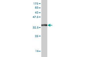 Western Blot detection against Immunogen (34.
