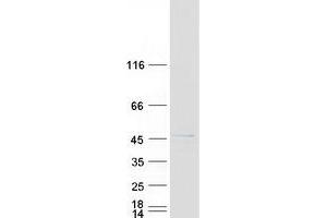 Validation with Western Blot