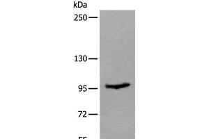 Western blot analysis of Mouse skeletal muscle tissue lysate using UNC45B Polyclonal Antibody at dilution of 1:600 (UNC45B anticorps)