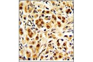 Image no. 2 for anti-Glyceraldehyde-3-Phosphate Dehydrogenase (GAPDH) (C-Term) antibody (ABIN360237) (GAPDH anticorps  (C-Term))