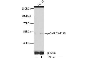 Western blot analysis of extracts of PC-12 cells using Phospho-SMAD3(T179) Polyclonal Antibody at dilution of 1:1000. (SMAD3 anticorps  (pThr179))