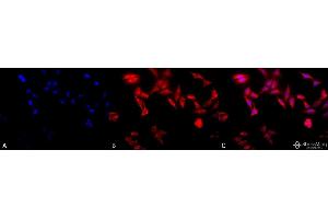 Immunocytochemistry/Immunofluorescence analysis using Rat Anti-TCP1-alpha Monoclonal Antibody, Clone 91a . (TCP1 alpha/CCTA anticorps  (C-Term) (Atto 594))