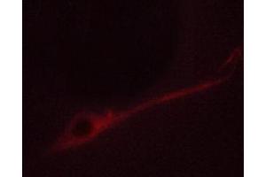 ABIN6267672 staining NIH/3T3 cells by ICC/IF.