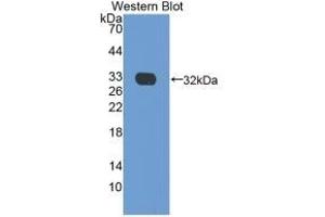 Detection of Recombinant CRP, Cavia using Monoclonal Antibody to C Reactive Protein (CRP) (CRP anticorps  (AA 20-225))