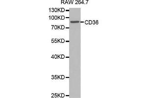 Western blot analysis of extracts of RAW264. (CD36 anticorps  (AA 301-400))