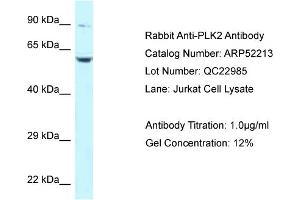 Western Blotting (WB) image for anti-Polo-Like Kinase 2 (PLK2) (Middle Region) antibody (ABIN2784827) (PLK2 anticorps  (Middle Region))