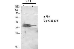 Western Blotting (WB) image for anti-Mitogen-Activated Protein Kinase 14 (MAPK14) (pTyr323) antibody (ABIN3179676) (MAPK14 anticorps  (pTyr323))