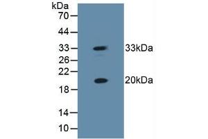 HSPB2 抗体  (AA 12-182)