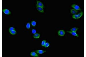 Immunofluorescent analysis of HepG2 cells using ABIN7148300 at dilution of 1:100 and Alexa Fluor 488-congugated AffiniPure Goat Anti-Rabbit IgG(H+L)