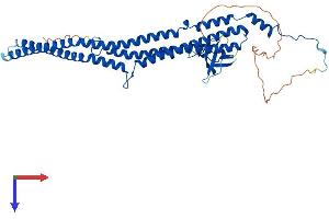 AlphaFold protein structure predicition of Human Recombinant PACSIN1 Protein, UniprotID Q9BY11