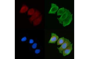 ABIN6263638 and ABIN6272363 staining Hela cells(30 min of UV treatment) by IF/ICC. (Nidogen anticorps  (Internal Region))