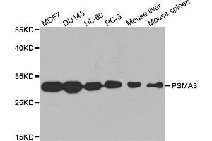 Western blot analysis of extracts of various cell lines, using PSMA3 antibody. (PSMA3 anticorps  (AA 1-255))