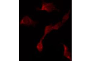 ABIN6267442 staining NIH-3T3 by IF/ICC.